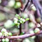 quince branches in bud stage