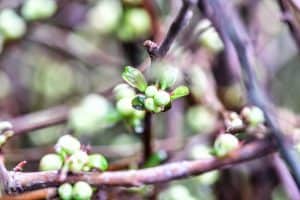 quince branches in bud stage