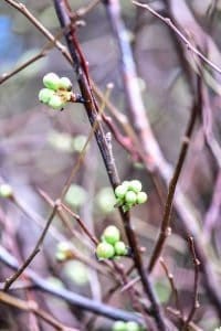 quince branches in bud stage