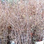 quince branches in bud stage