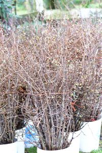 quince branches in bud stage