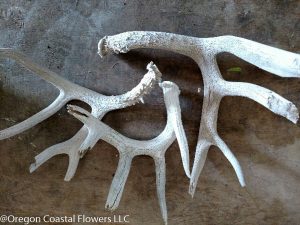 Rustic Shed Antlers in Floral Displays