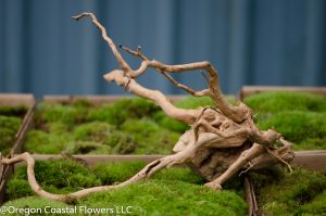 spider root 3
