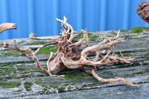 spider root