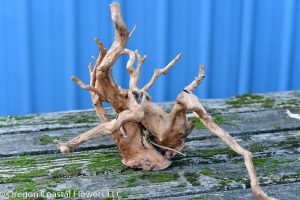 Spider Wood, Spider Roots, Azalea Roots sold bulk wholesale