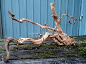 spider root large