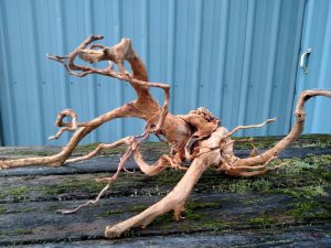 spider root small