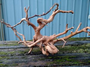 5.06.19 Spider Wood Roots to be used in aquariums.