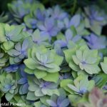 antique double  hydrangea