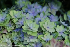 antique double  hydrangea