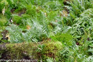 8.18.21 Fresh Northwest Oregon Forest Moss & Moss Products