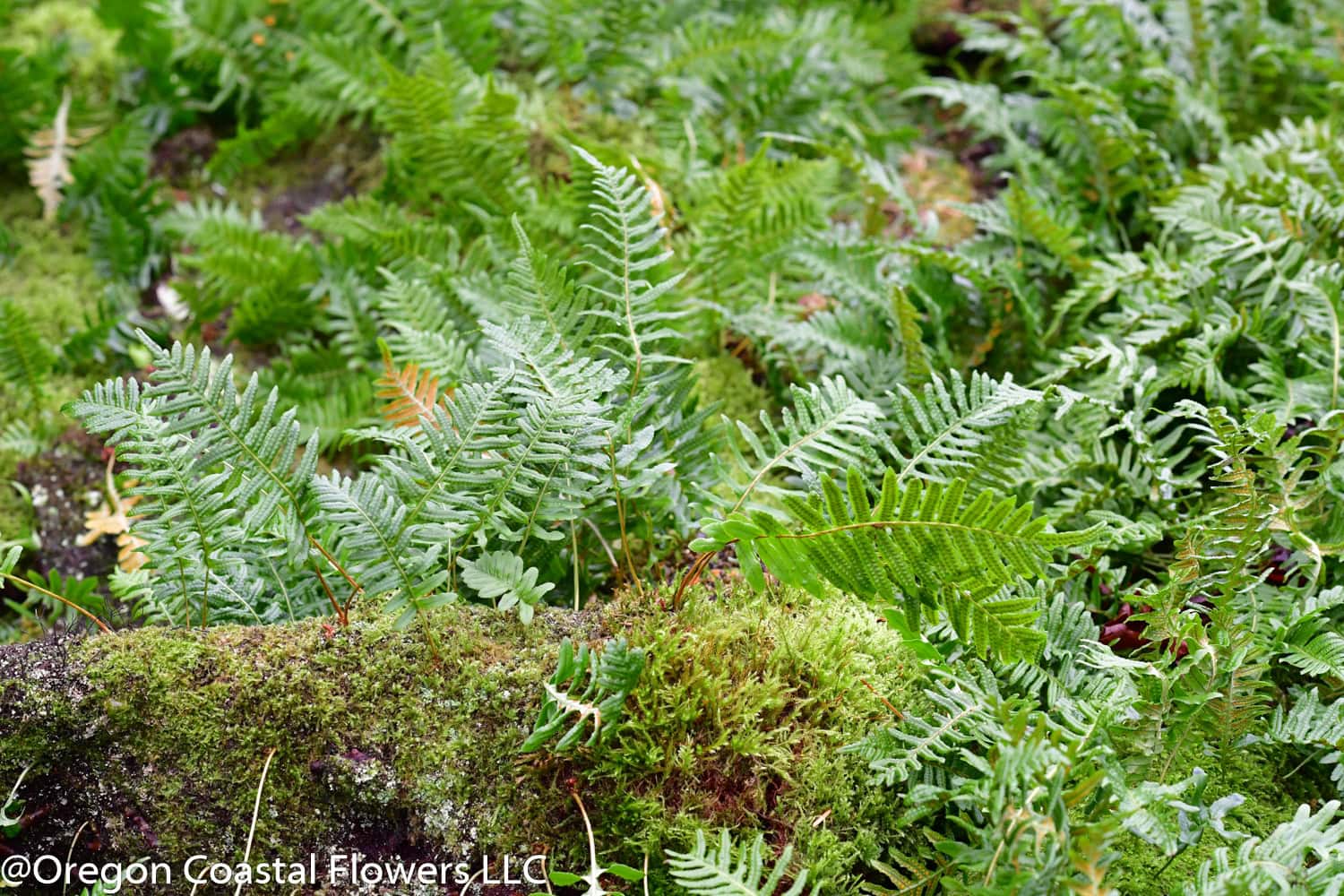 carpet-moss