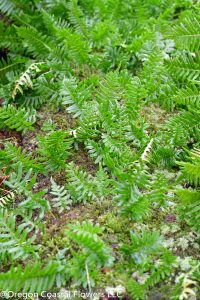 Carpet Moss