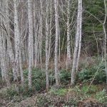 alder poles