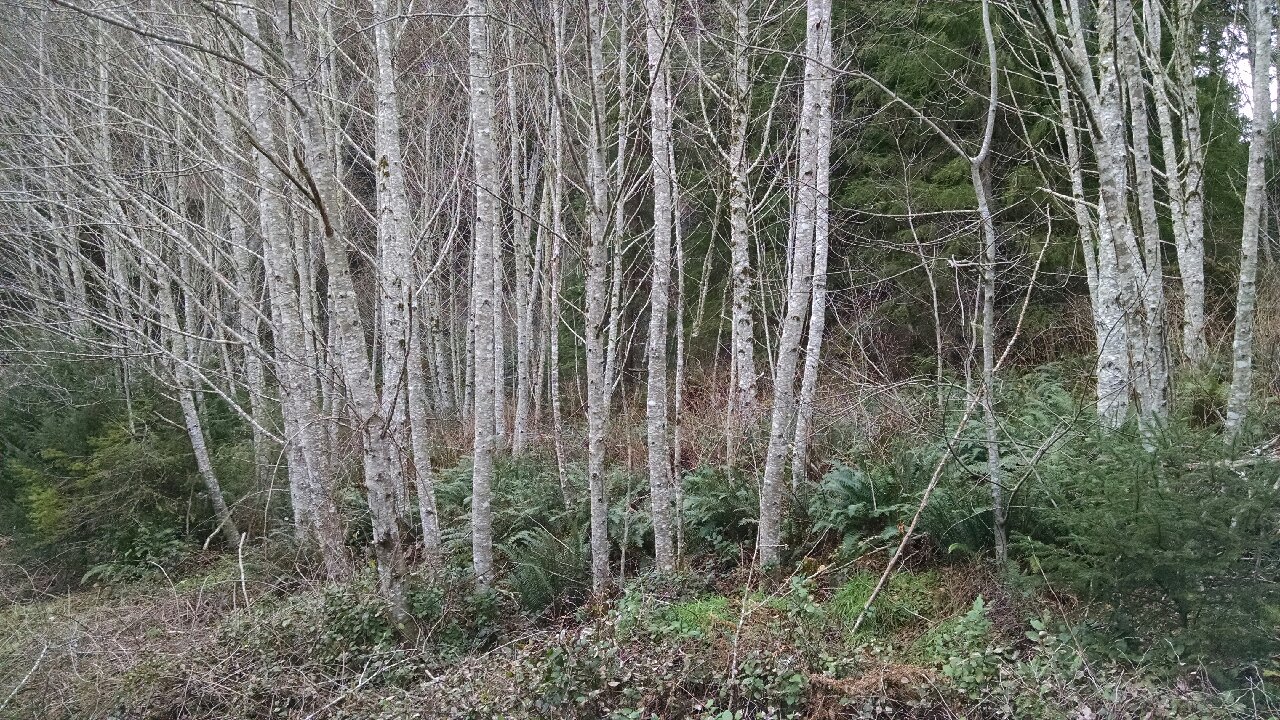 Alder poles