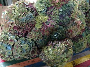 antique hydrangea (2)