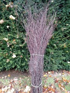 Natural birch branches