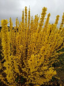 12.19.20 Flowering Branch Preview, Chinese New Year Branches