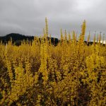 chinese new year forsythia branches