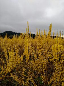 chinese new year forsythia branches