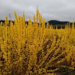 chinese new year forsythia farm