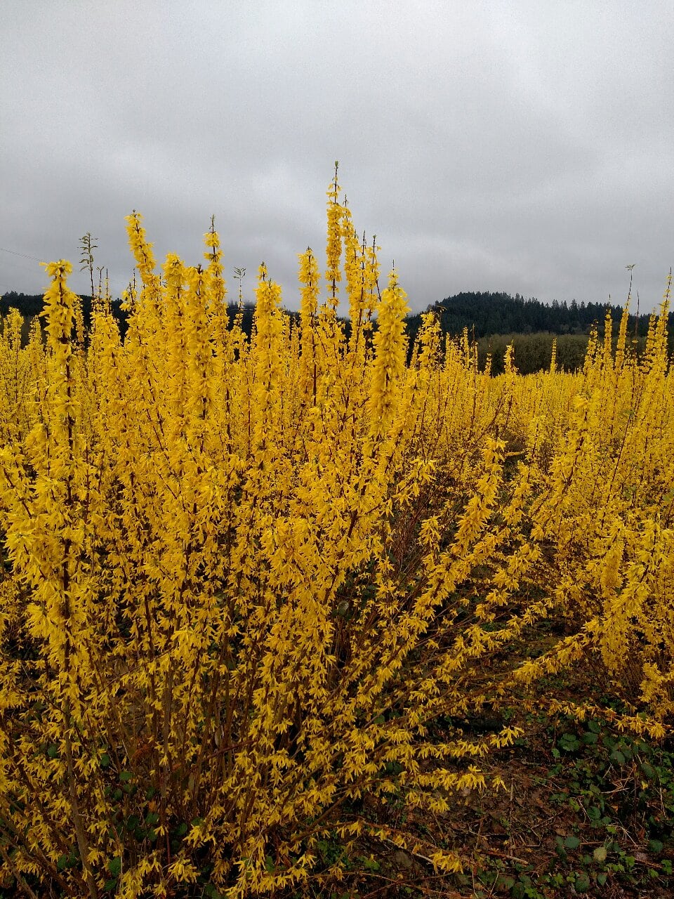 chinese new year forsythia farm