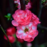 double flowering quince