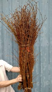 forsythia
