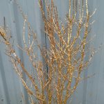 gold glitter branch