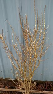 gold glitter branch