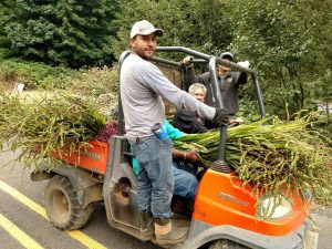montbretia harvest