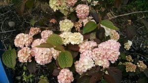 pink snowballls