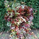 red oak branches