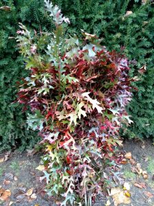 Fall Oak Leaves in Floral Arrangements 10.23.17