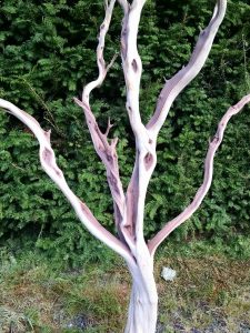 Manzanita Branches, leafless & sandblasted 3.16.17