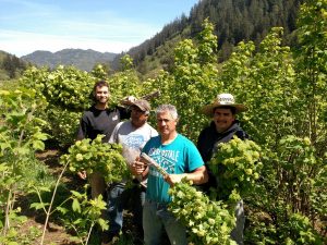 3.18.19 Green Snowball Viburnum Wholesale Cut Flowers