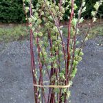 spirea