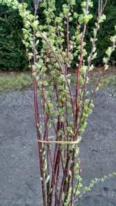 spirea