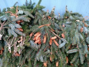 Hemlock with cones, spruce with cones, specialty greens for Christmas.