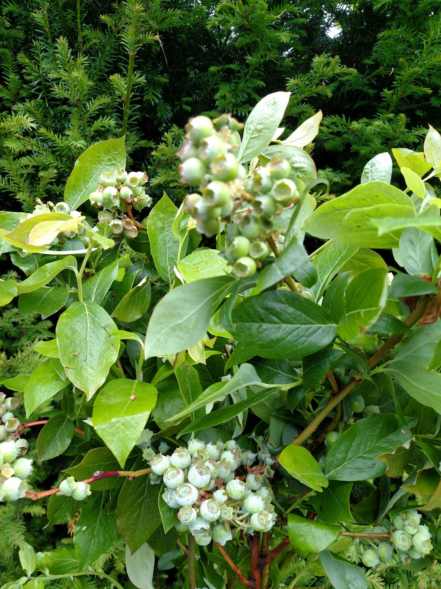 6.02.22 Wholesale Fresh Blueberry Cut Flower Branches