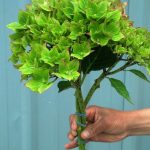 leprachaun green pistachio hydrangea