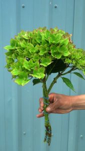 Leprechaun Green Pistacio Hydrangeas 6.03.17
