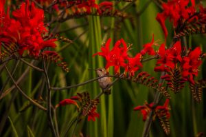 Montretia Lucifer Crocosmia Fresh Cut Flowers & Montbretia Pods 7.20.17