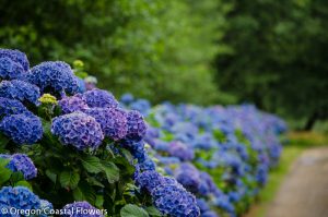 Oregon Coastal Hydrangea Flowers in Blue, White, Purple, Lavender, Antique, & More Colors 8.10.17