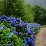 oregon coastal flowers hydrangea blue, purple, white, lavender, green, antique, and more hydrangea colors.