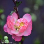 Double Flowering Quince in Red, Pink, & Orange