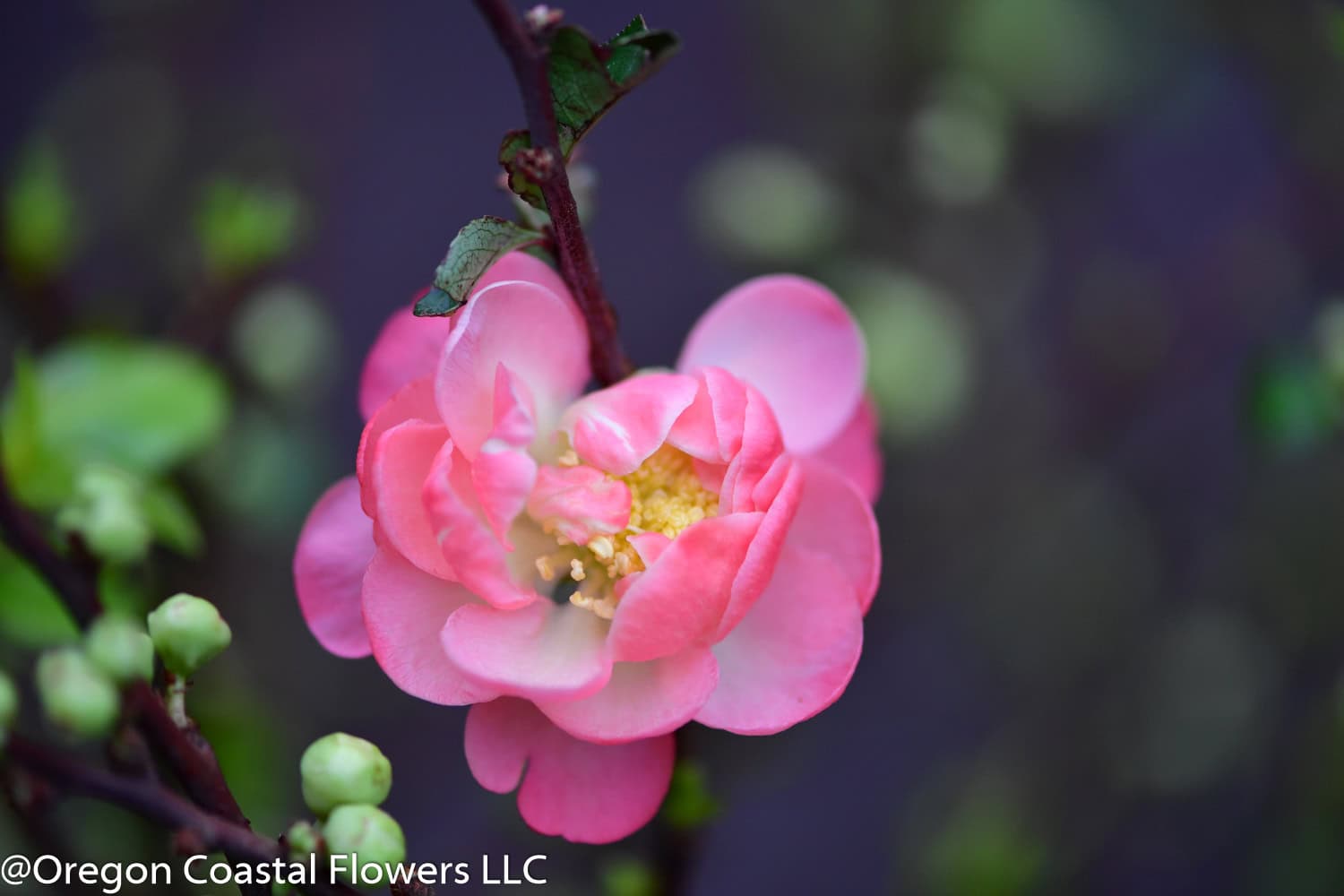 Double Flowering Quince in Red, Pink, & Orange