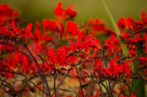 7.21.19 Montbretia Crocosmia Lucifer bright red flowers and Montbretia Pods in the Fall.