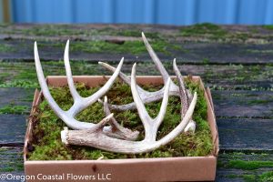 Shed Antlers in Floral Use 4.03.18