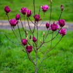 black dark purple tulip magnolia flowering branches